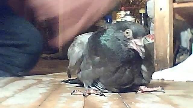 Двухмесячный недоразвитый голубёнок умирает