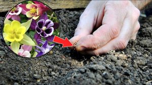 Изящные цветы многолетники которые можно посадить осенью под зиму!