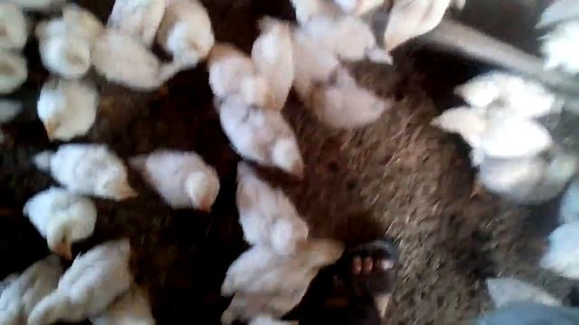 Петушиная армия..... смотреть онлайн