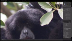 Canon EF 75-300mm f/4-5.6 III Lens Review (On EOS 80D)