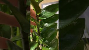 Пятна на рахисах замиокулькаса