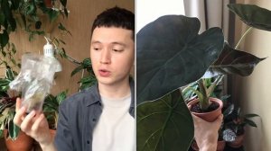 Обзор Комнатных Растений с Ценами » Сколько Стоит Моя Коллекция Комнатных Растений?