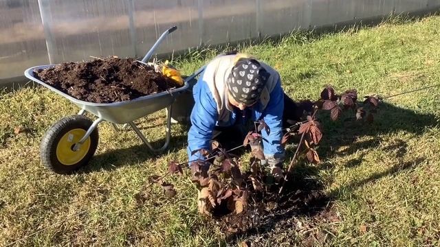 Поливаю растения квасом. Готовлю ежевику к зимовке. Какие удобрения использую. смотреть онлайн