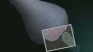 Строение головного мозга: Нейроны