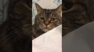САМЫЙ ГРУСТНЫЙ КОТ В МИРЕ МИША😢🌎 #кот #котики