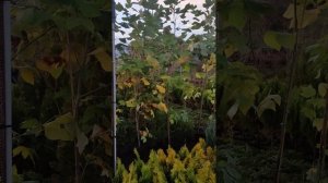 тюльпановое дерево.куда сажать.