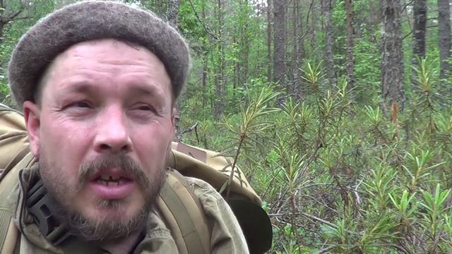 Растения Русского Севера. Багульник болотный смотреть онлайн