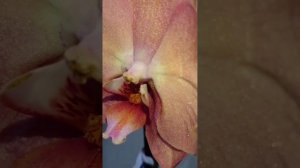 Орхидея phalaenopsis Cobrion