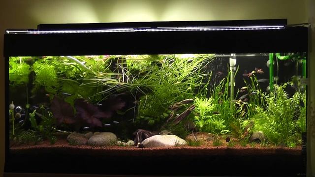 Аквариум 240 литров. Флора и фауна. смотреть онлайн
