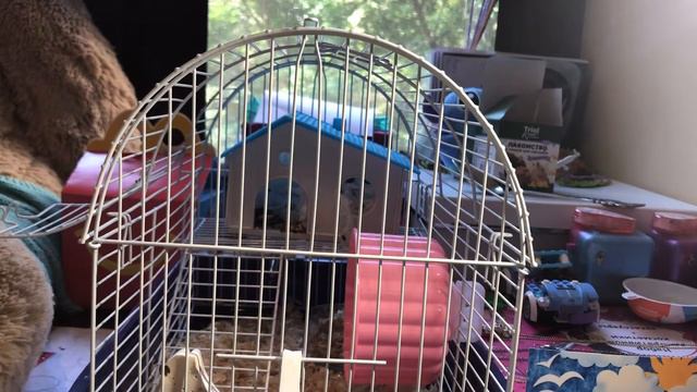 УКУСИЛ ХОМЯК ИЛИ ПРИРУЧЕНИЕ ХОМЯКА😱 ЧТО ПРОИЗОШЛО? IamSally 1 ЧАСТЬ