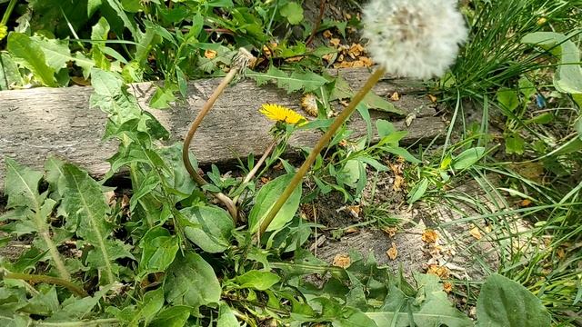 Больше - не значит хорошо: что произойдет с организмом, если пить много воды смотреть онлайн