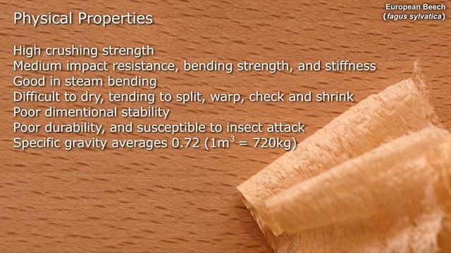 European Beech (fagus sylvatica) - Mitch's World of Woods смотреть онлайн