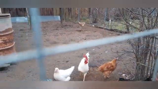 Нужен ли петух в курятнике смотреть онлайн