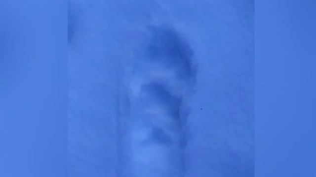 Как отличить волчьи следы от собачьих смотреть онлайн