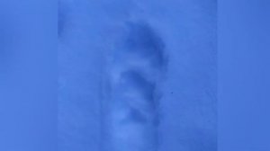 Как отличить волчьи следы от собачьих