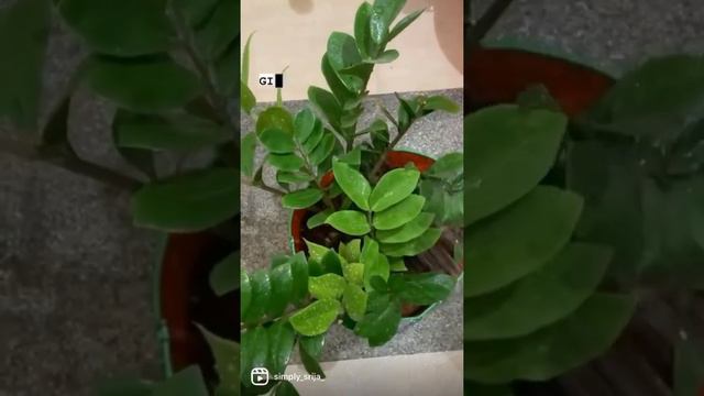 How to keep ZZ plant healthy|| #zzplant #zuzuplantcare #zamioculcaszamiifolia #zzraven