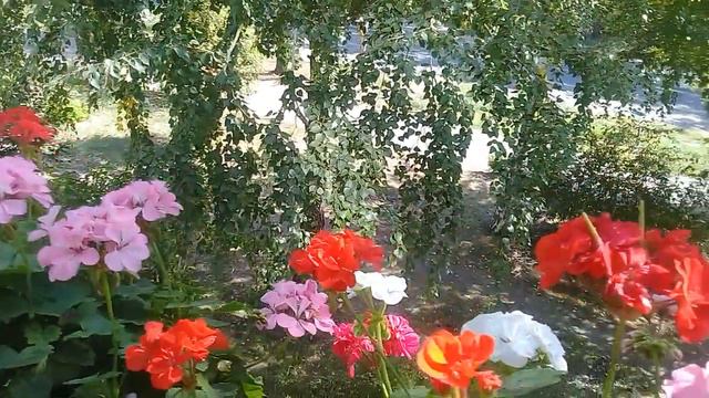 Правильный уход за геранью / Секреты ухода/ Обилие цвета / 2 часть смотреть онлайн