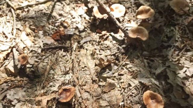 МЛЕЧНИК НЕЙТРАЛЬНЫЙ (Lactarius quietus) - Грибы в конце июля смотреть онлайн