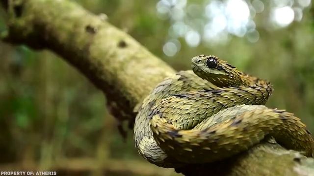 Топ 5 змей | Редкие виды змей смотреть онлайн