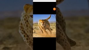 Гепард против пумы,кто сильнее?