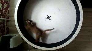 Беговое колесо для кошек