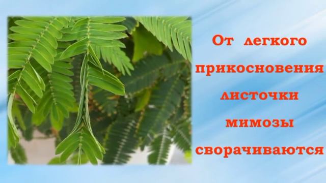 Онлайн-расследование "Акация против мимозы" смотреть онлайн
