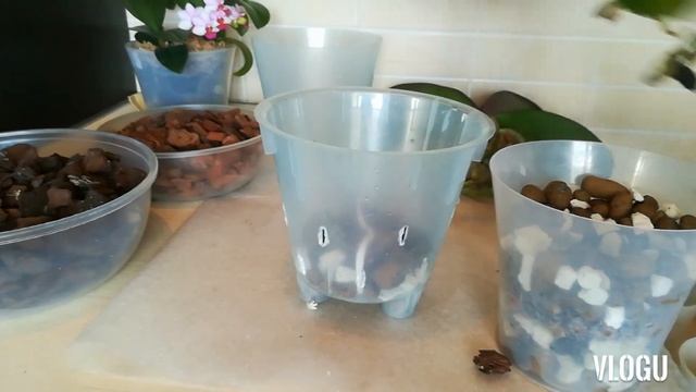 ПЕРЕСАДКА ОРХИДЕЙ для быстрого роста корней / фитиль / двойной горшок смотреть онлайн