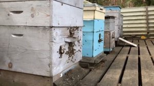 И пчелы не кусаются. Мини пасека на даче.