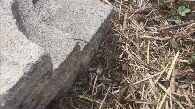 Малиновое дерево. Первая зима, как выглядит саженец на второй год. смотреть онлайн