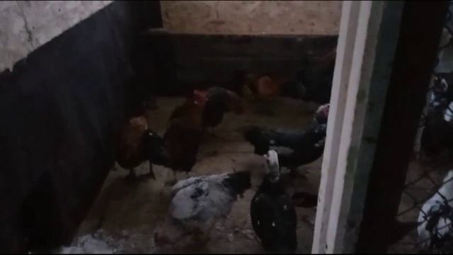 Сельская жизнь/переселяем индоуток в новый сарай/огород на подоконнике