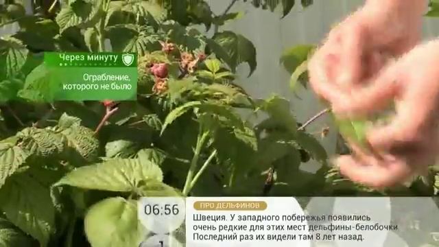 Лечебный чай из листьев малины поможет при расстройстве кишечника смотреть онлайн