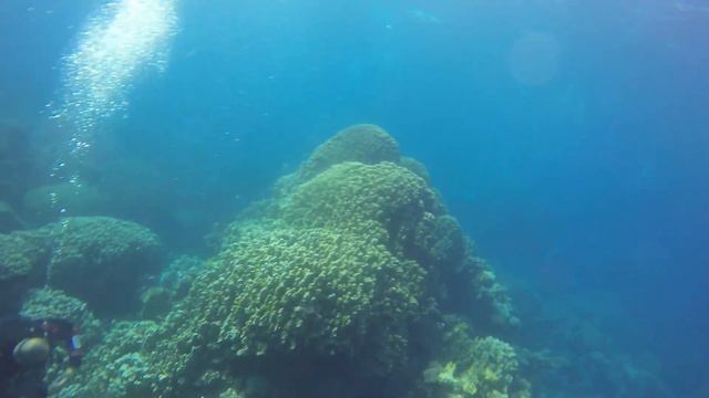 Twoflowers Diving - Soma Bay (Egypt January '17) смотреть онлайн