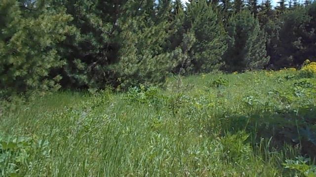 Кедровый сад смотреть онлайн