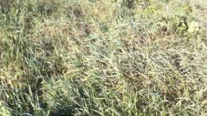 Feather hunting with a smooth-haired fox terrier / Охота по перу с гладкошерстным фокстерьером