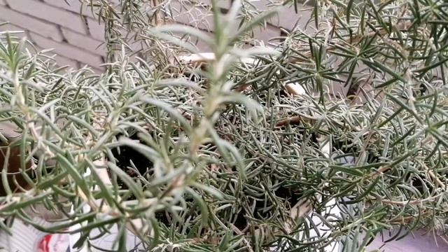 Очередное (осеннее) цветение пеларгонии королевской. Розмарин стелющийся и другие растения балкона смотреть онлайн