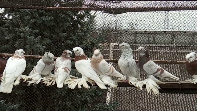 Голуби и ячмень. Можно ли кормить ячменём? смотреть онлайн