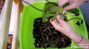 Триллер | Пристволовая Детка | Деление Орхидеи | Phal. Polka Dots