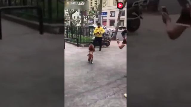 Прикольная собака! Собака ходит на двух лапах! Дольче Габбана! смотреть онлайн