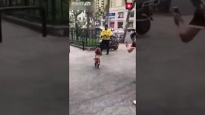 Прикольная собака! Собака ходит на двух лапах! Дольче Габбана!