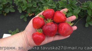 ФИГАРО ранний сорт клубники