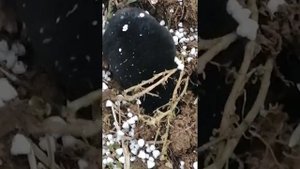 Из жизни крота