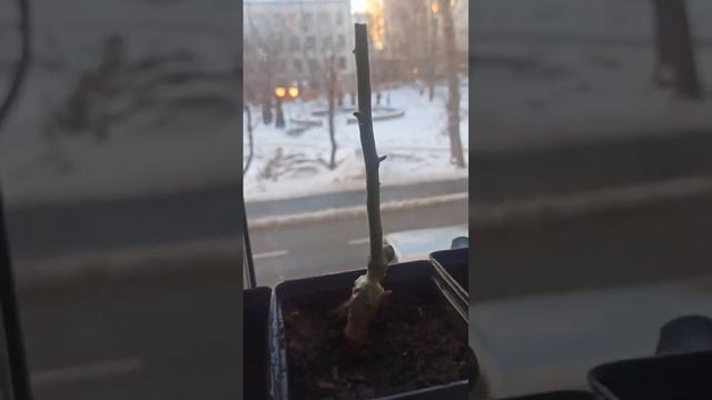 рассада 2023 смотреть онлайн