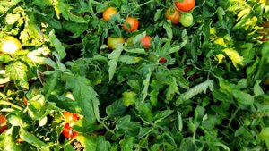 ??ТОМАТ ГАЛЕРА НИЗКОРОСЛЫЙ ДЛЯ ОТКРЫТОГО ГРУНТА. ОБЗОР СОРТА