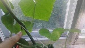Рассада огурцов из пасынков