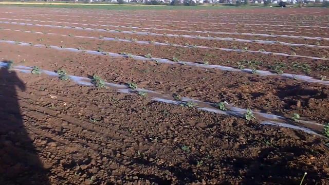 Тля и клещ уже на арбузе ((. Обрабатываем!!!!!!!! смотреть онлайн