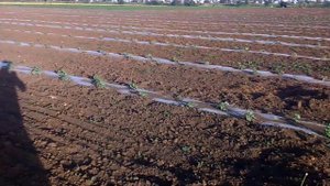 Тля и клещ уже на арбузе ((. Обрабатываем!!!!!!!!