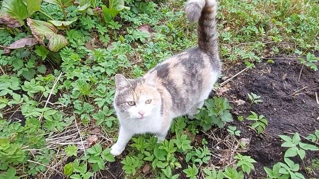 Весенние цветы. 5 мая 2021 смотреть онлайн