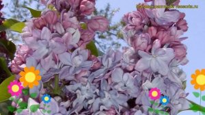 Сирень обыкновенная Катерина Хавемейер. Краткий обзор, описание syringa vulgaris Katherine Havemeye