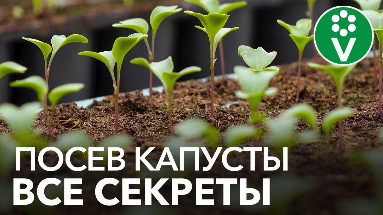 Как получить КРЕПКУЮ И ЗДОРОВУЮ РАССАДУ КАПУСТЫ? Сеем капусту по науке!