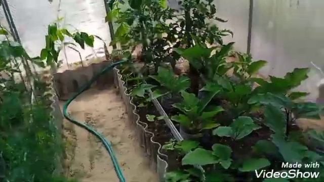 Пасынкование томатов,огурцов экономит рассаду и труд смотреть онлайн